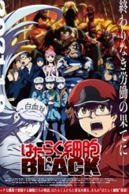 Hataraku Saibou Black - Episódio 13